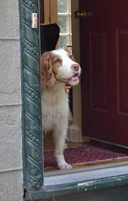 toby at the door